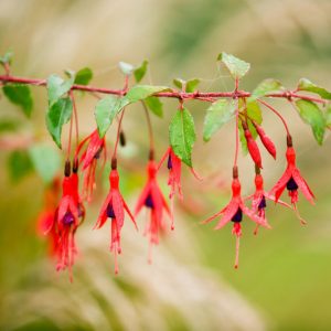 Fuchsia magellanica 'Thompsonii', Hardy Fuchsia 'Thompsonii', Fuchsia 'Thompsonii', Fuchsia magellanica thompsonii, Flowering Shrub, Red Flowers, Purple Flowers