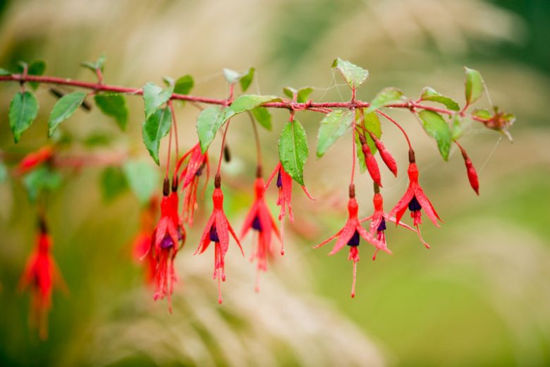 Fuchsia magellanica 'Thompsonii', Hardy Fuchsia 'Thompsonii', Fuchsia 'Thompsonii', Fuchsia magellanica thompsonii, Flowering Shrub, Red Flowers, Purple Flowers