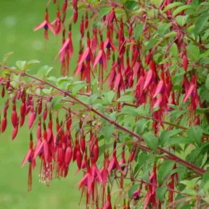 Fuchsia magellanica var. gracilis, Hardy Fuchsia, Flowering Shrub, Red Flowers, Purple Flowers