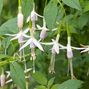 Fuchsia magellanica var. molinae, Hardy Fuchsia, Maiden's Blush Fuchsia, Fuchsia magellanica Alba, Flowering Shrub, White Flowers, Fuchsia magellanica 'Alba'