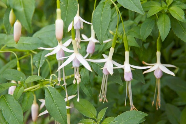 Fuchsia magellanica var. molinae, Hardy Fuchsia, Maiden's Blush Fuchsia, Fuchsia magellanica Alba, Flowering Shrub, White Flowers, Fuchsia magellanica 'Alba'