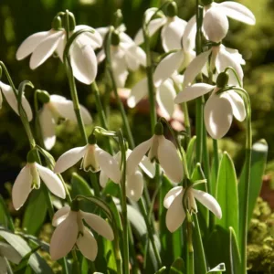 Galanthus Elwesii var. Monostictus, Greater Snowdrop, One-spotted Elwes's Snowdrop, Greater Snowdrop, Giant Snowdrop, Elwes's Snowdrop, early flowering bulb, winter bulb, white flowering bulb