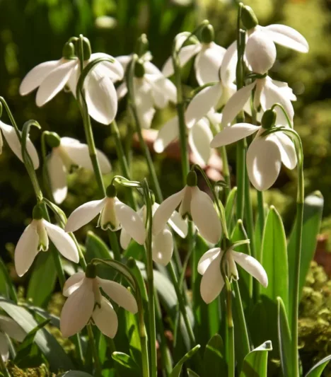 Galanthus Elwesii var. Monostictus, Greater Snowdrop, One-spotted Elwes's Snowdrop, Greater Snowdrop, Giant Snowdrop, Elwes's Snowdrop, early flowering bulb, winter bulb, white flowering bulb