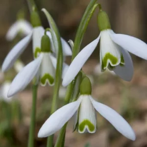 Galanthus Reginae-Olgae, Autumn Snowdrop, Fall Snowdrop, early flowering bulb, winter bulb, white flowering bulb, White winter flowers