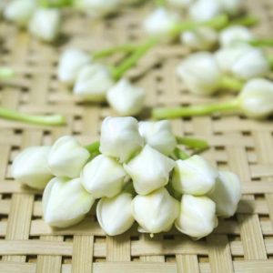 gardenia, flowers, gardenias, common gardenia, gardenia blossom, gardenia flowers, Gardenia diseases, Gardenia Problems, Gardenia Bud falling off
