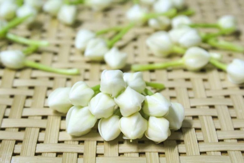 gardenia, flowers, gardenias, common gardenia, gardenia blossom, gardenia flowers, Gardenia diseases, Gardenia Problems, Gardenia Bud falling off