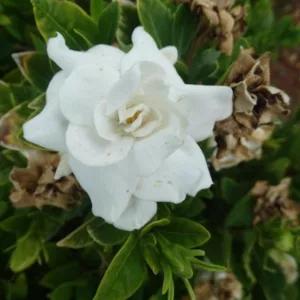 gardenia, flowers, gardenias, common gardenia, gardenia blossom, gardenia flowers, Gardenia diseases, Gardenia Problems, Gardenia Brown Leaves, Brown Leaves, Leaves Turning Brown, Brow Spots on Leaves