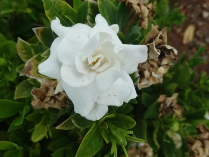 gardenia, flowers, gardenias, common gardenia, gardenia blossom, gardenia flowers, Gardenia diseases, Gardenia Problems, Gardenia Brown Leaves, Brown Leaves, Leaves Turning Brown, Brow Spots on Leaves