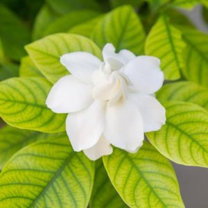 gardenia, flowers, gardenias, common gardenia, gardenia blossom, gardenia flowers, Gardenia diseases, Gardenia Problems, Gardenia yellow Leaves, Yellow Leaves, Leaves Turning Yellow