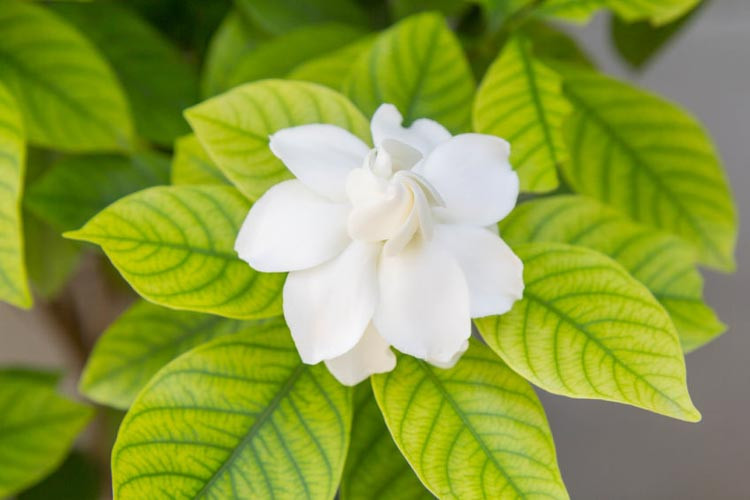 gardenia, flowers, gardenias, common gardenia, gardenia blossom, gardenia flowers, Gardenia diseases, Gardenia Problems, Gardenia yellow Leaves, Yellow Leaves, Leaves Turning Yellow