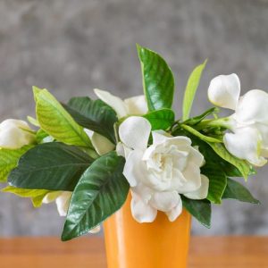gardenia, flowers, gardenias, common gardenia, gardenia blossom, gardenia flowers, Gardenia diseases, Gardenia Problems, Gardenia Not Blooming, Gardenia not Flowering