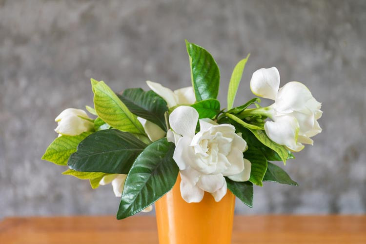 gardenia, flowers, gardenias, common gardenia, gardenia blossom, gardenia flowers, Gardenia diseases, Gardenia Problems, Gardenia Not Blooming, Gardenia not Flowering