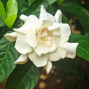 Gardenia jasminoides, Cape Jasmine, Common Gardenia, Gardenia augusta, Gardenia florida L., Gardenia grandiflora, Fragrant flowers, evergreen shrub, White flowers