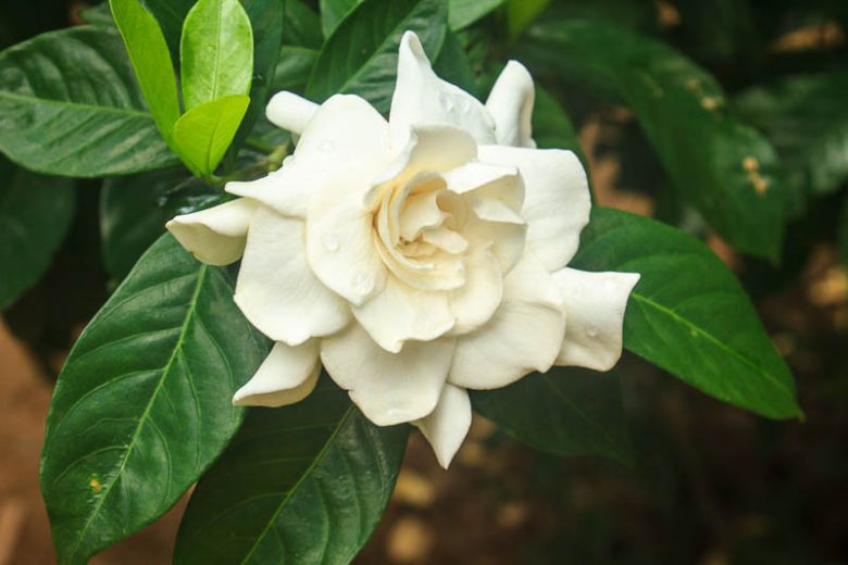 Gardenia jasminoides, Cape Jasmine, Common Gardenia, Gardenia augusta, Gardenia florida L., Gardenia grandiflora, Fragrant flowers, evergreen shrub, White flowers