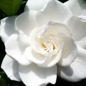 Gardenia jasminoides Aimee, Cape Jasmine 'Aimee', Aimee Cape Jasmine, Cape Jessamine 'Aimee', Gardenia jasminoides 'First Love', Fragrant flowers, evergreen shrub, White flowers, Fragrant flowers, evergreen shrub, White flowers