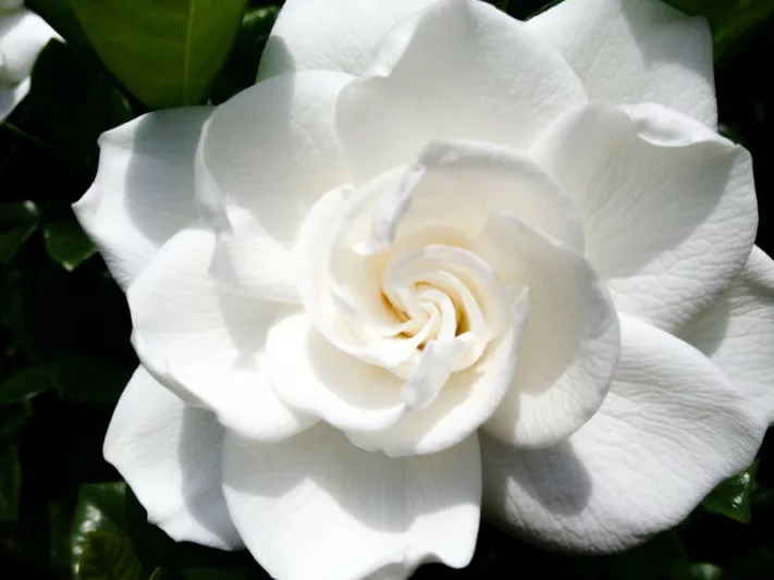 Gardenia jasminoides Aimee, Cape Jasmine 'Aimee', Aimee Cape Jasmine, Cape Jessamine 'Aimee', Gardenia jasminoides 'First Love', Fragrant flowers, evergreen shrub, White flowers, Fragrant flowers, evergreen shrub, White flowers