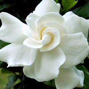Gardenia jasminoides August Beauty, Cape Jasmine 'August Beauty', August Beauty Cape Jasmine, Cape Jessamine 'August Beauty', Fragrant flowers, evergreen shrub, White flowers, Fragrant flowers, evergreen shrub, White flowers