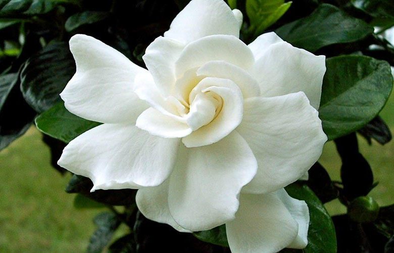 Gardenia jasminoides August Beauty, Cape Jasmine 'August Beauty', August Beauty Cape Jasmine, Cape Jessamine 'August Beauty', Fragrant flowers, evergreen shrub, White flowers, Fragrant flowers, evergreen shrub, White flowers
