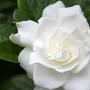 Gardenia jasminoides Belmont, Cape Jasmine 'Belmont', Belmont Cape Jasmine, Cape Jessamine 'Belmont', Fragrant flowers, evergreen shrub, White flowers,