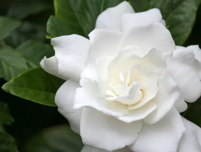 Gardenia jasminoides Belmont, Cape Jasmine 'Belmont', Belmont Cape Jasmine, Cape Jessamine 'Belmont', Fragrant flowers, evergreen shrub, White flowers,