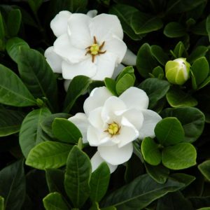 Gardenia jasminoides Buttons, Cape Jasmine Buttons, Buttons Cape Jasmine, Cape Jessamine Buttons, Hardy Gardenia, Fragrant flowers, evergreen shrub, White flowers, Fragrant flowers, evergreen shrub, White flowers