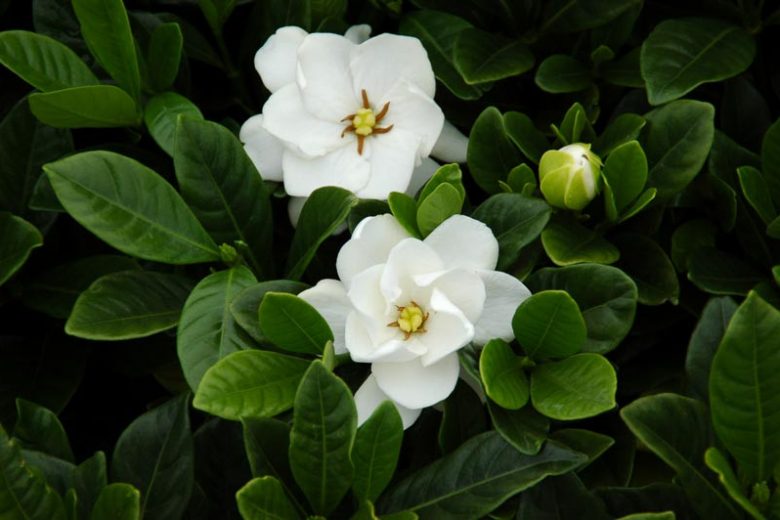 Gardenia jasminoides Buttons, Cape Jasmine Buttons, Buttons Cape Jasmine, Cape Jessamine Buttons, Hardy Gardenia, Fragrant flowers, evergreen shrub, White flowers, Fragrant flowers, evergreen shrub, White flowers