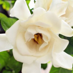 Gardenia jasminoides Chuck Hayes, Cape Jasmine 'Chuck Hayes', Chuck Hayes Cape Jasmine, Cape Jessamine 'Chuck Hayes', Hardy Gardenia, Fragrant flowers, evergreen shrub, White flowers, Fragrant flowers, evergreen shrub, White flowers