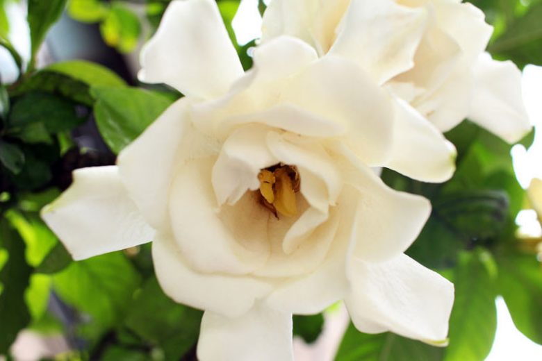 Gardenia jasminoides Chuck Hayes, Cape Jasmine 'Chuck Hayes', Chuck Hayes Cape Jasmine, Cape Jessamine 'Chuck Hayes', Hardy Gardenia, Fragrant flowers, evergreen shrub, White flowers, Fragrant flowers, evergreen shrub, White flowers