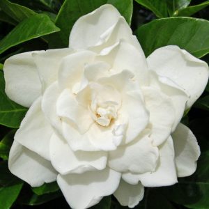 Gardenia jasminoides Coconut Magic, Cape Jasmine 'Coconut Magic', Coconut Magic Cape Jasmine, Cape Jessamine 'Coconut Magic', Hardy Gardenia, Fragrant flowers, evergreen shrub, White flowers,