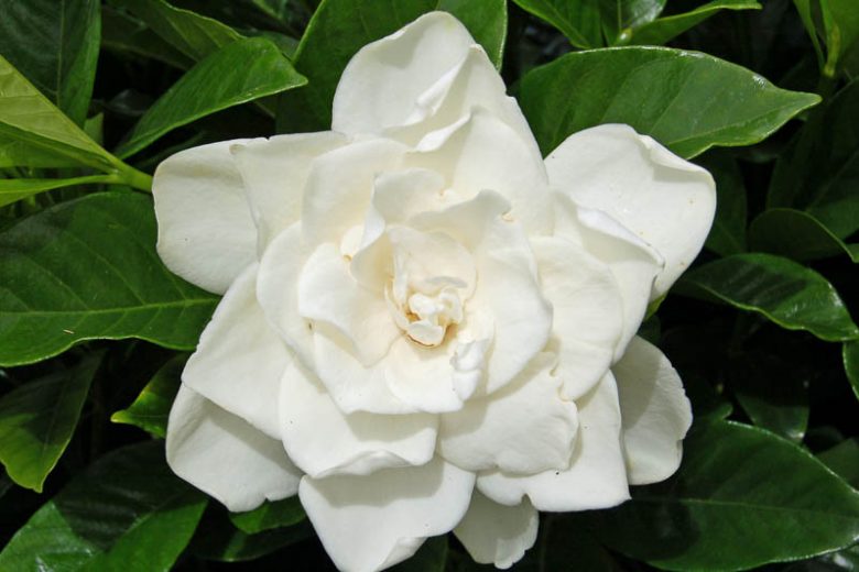 Gardenia jasminoides Coconut Magic, Cape Jasmine 'Coconut Magic', Coconut Magic Cape Jasmine, Cape Jessamine 'Coconut Magic', Hardy Gardenia, Fragrant flowers, evergreen shrub, White flowers,
