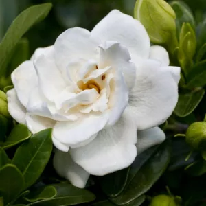 Gardenia jasminoides Crown Jewel, Cape Jasmine Crown Jewel, Crown Jewel Cape Jasmine, Cape Jessamine Crown Jewel, Hardy Gardenia, Fragrant flowers, evergreen shrub, White flowers, Fragrant flowers, evergreen shrub