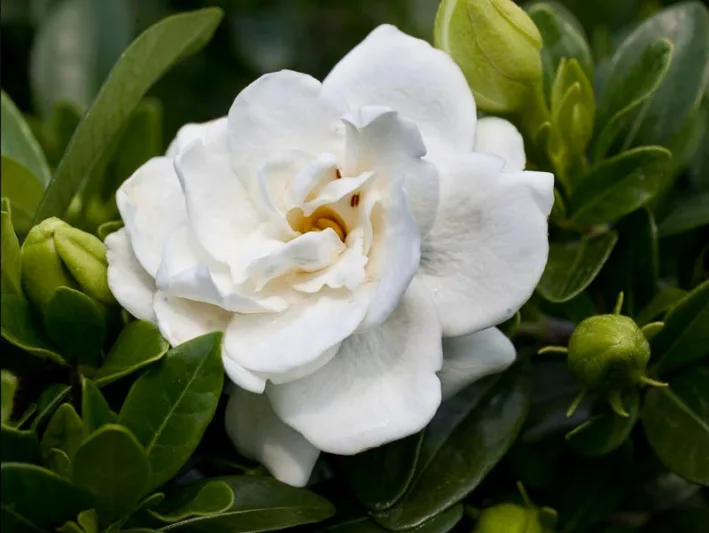 Gardenia jasminoides Crown Jewel, Cape Jasmine Crown Jewel, Crown Jewel Cape Jasmine, Cape Jessamine Crown Jewel, Hardy Gardenia, Fragrant flowers, evergreen shrub, White flowers, Fragrant flowers, evergreen shrub