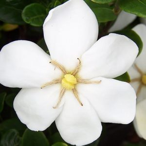 Gardenia jasminoides Daisy, Cape Jasmine 'Daisy', Daisy Cape Jasmine, Cape Jessamine 'Daisy', Fragrant flowers, evergreen shrub, White flowers, Fragrant flowers, evergreen shrub, White flowers