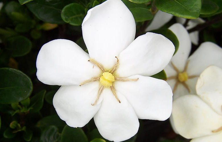 Gardenia jasminoides Daisy, Cape Jasmine 'Daisy', Daisy Cape Jasmine, Cape Jessamine 'Daisy', Fragrant flowers, evergreen shrub, White flowers, Fragrant flowers, evergreen shrub, White flowers
