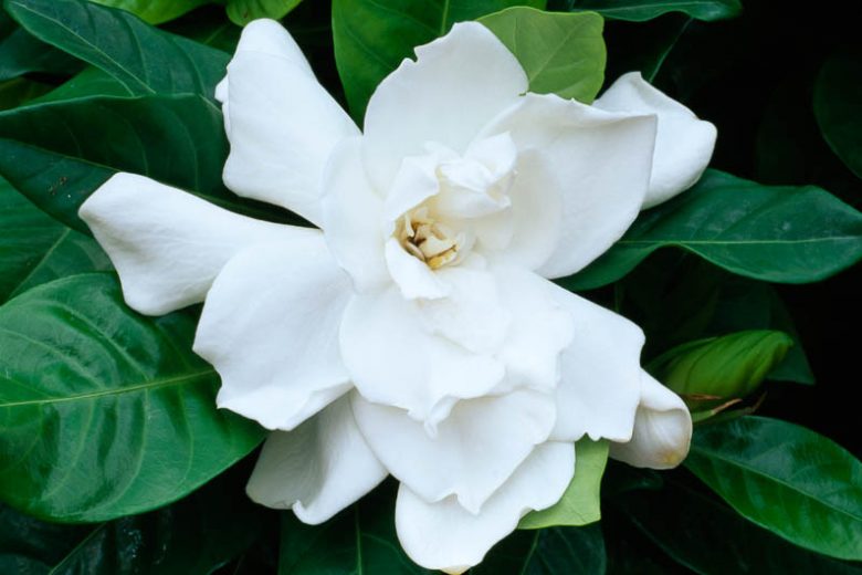 Gardenia jasminoides Fortuniana, Cape Jasmine 'Fortuniana', Fortuniana Cape Jasmine, Cape Jessamine 'Fortuniana', Fragrant flowers, evergreen shrub, White flowers, Fragrant flowers, evergreen shrub, White flowers