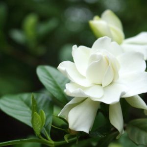Gardenia jasminoides Four Seasons, Cape Jasmine Four Seasons, Four Seasons Cape Jasmine, Cape Jessamine Four Seasons, Gardenia jasminoides 'Kimura Shikazaki', Fragrant flowers, evergreen shrub, White flowers