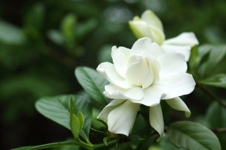 Gardenia jasminoides Four Seasons, Cape Jasmine Four Seasons, Four Seasons Cape Jasmine, Cape Jessamine Four Seasons, Gardenia jasminoides 'Kimura Shikazaki', Fragrant flowers, evergreen shrub, White flowers