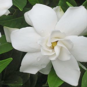 Gardenia jasminoides Frostproof, Cape Jasmine 'Frostproof', Frostproof Cape Jasmine, Cape Jessamine 'Frostproof', Hardy Gardenia, Fragrant flowers, evergreen shrub, White flowers, Fragrant flowers, evergreen shrub, White flowers
