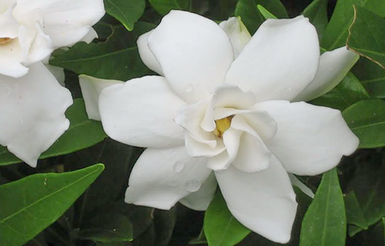 Gardenia jasminoides Frostproof, Cape Jasmine 'Frostproof', Frostproof Cape Jasmine, Cape Jessamine 'Frostproof', Hardy Gardenia, Fragrant flowers, evergreen shrub, White flowers, Fragrant flowers, evergreen shrub, White flowers
