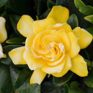 Gardenia jasminoides Golden Magic, Cape Jasmine Golden Magic, Golden Magic Cape Jasmine, Cape Jessamine Golden Magic, Hardy Gardenia, Fragrant flowers, evergreen shrub, Yellow flowers, Fragrant flowers, evergreen shrub, Yellow Gardenia