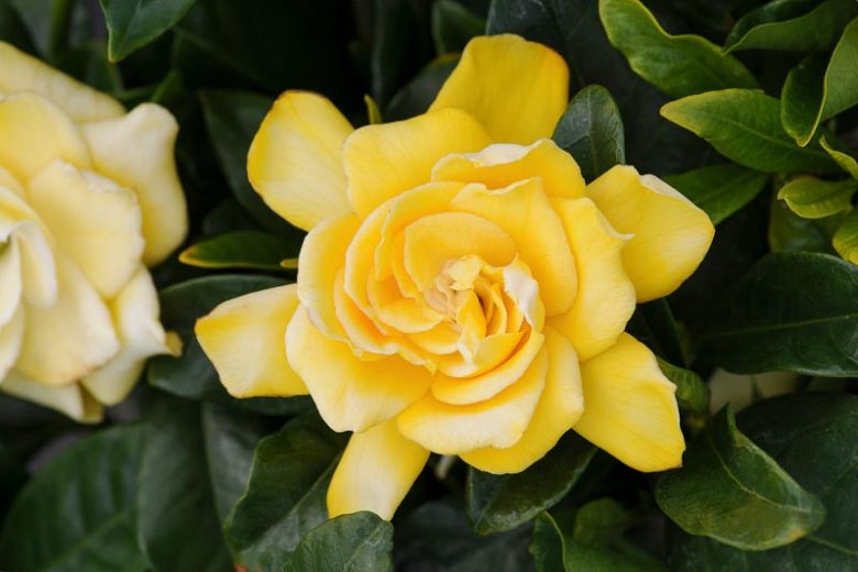 Gardenia jasminoides Golden Magic, Cape Jasmine Golden Magic, Golden Magic Cape Jasmine, Cape Jessamine Golden Magic, Hardy Gardenia, Fragrant flowers, evergreen shrub, Yellow flowers, Fragrant flowers, evergreen shrub, Yellow Gardenia
