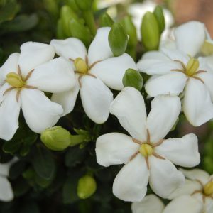 Gardenia jasminoides Heaven Scent, Cape Jasmine 'Heaven Scent', Heaven Scent Cape Jasmine, Cape Jessamine 'Heaven Scent', Hardy Gardenia, Fragrant flowers, evergreen shrub, White flowers, Fragrant flowers, evergreen shrub, White flowers