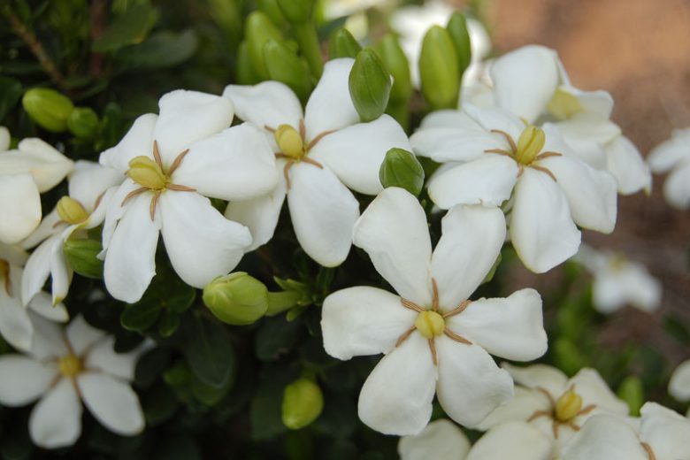 Gardenia jasminoides Heaven Scent, Cape Jasmine 'Heaven Scent', Heaven Scent Cape Jasmine, Cape Jessamine 'Heaven Scent', Hardy Gardenia, Fragrant flowers, evergreen shrub, White flowers, Fragrant flowers, evergreen shrub, White flowers
