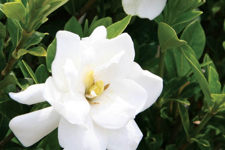 Gardenia jasminoides Jubilation, Cape Jasmine 'Jubilation', Jubilation Cape Jasmine, Cape Jessamine 'Jubilation', Hardy Gardenia, Fragrant flowers, evergreen shrub, White flowers,