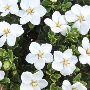 Gardenia jasminoides Kleim's Hardy, Cape Jasmine Kleim's Hardy, Kleim's Hardy Cape Jasmine, Cape Jessamine Kleim's Hardy, Hardy Gardenia, Fragrant flowers, evergreen shrub, White flowers, Fragrant flowers, evergreen shrub, White flowers