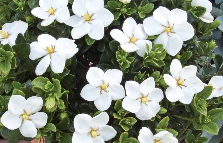 Gardenia jasminoides Kleim's Hardy, Cape Jasmine Kleim's Hardy, Kleim's Hardy Cape Jasmine, Cape Jessamine Kleim's Hardy, Hardy Gardenia, Fragrant flowers, evergreen shrub, White flowers, Fragrant flowers, evergreen shrub, White flowers