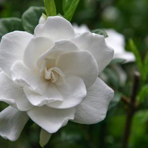 Gardenia jasminoides Miami Supreme, Cape Jasmine 'Miami Supreme', Miami Supreme Cape Jasmine, Cape Jessamine 'Miami Supreme', Fragrant flowers, evergreen shrub, White flowers, Fragrant flowers, evergreen shrub, White flowers