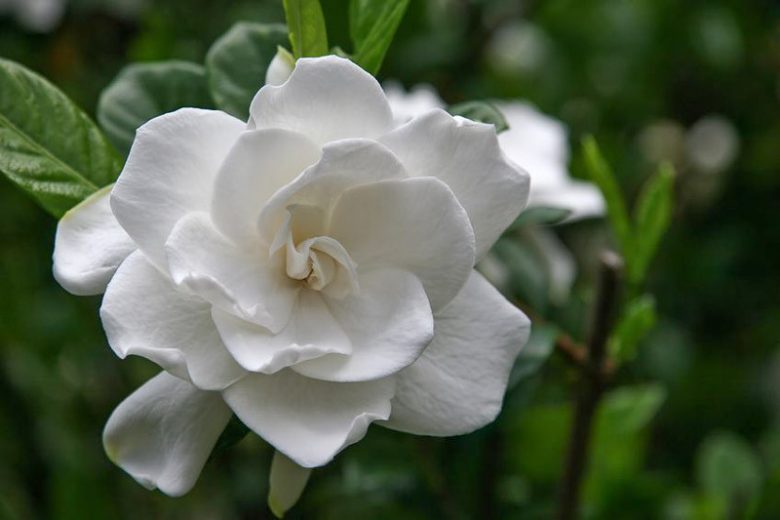 Gardenia jasminoides Miami Supreme, Cape Jasmine 'Miami Supreme', Miami Supreme Cape Jasmine, Cape Jessamine 'Miami Supreme', Fragrant flowers, evergreen shrub, White flowers, Fragrant flowers, evergreen shrub, White flowers