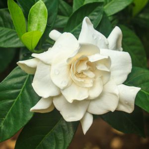 Gardenia jasminoides Mystery, Cape Jasmine 'Mystery', Mystery Cape Jasmine, Cape Jessamine Mystery, Fragrant flowers, evergreen shrub, White flowers, Fragrant flowers, evergreen shrub, White flowers