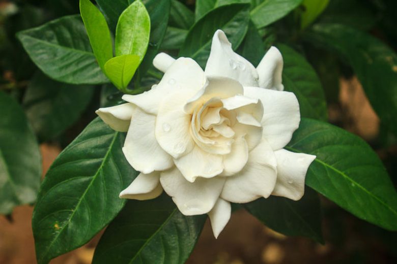 Gardenia jasminoides Mystery, Cape Jasmine 'Mystery', Mystery Cape Jasmine, Cape Jessamine Mystery, Fragrant flowers, evergreen shrub, White flowers, Fragrant flowers, evergreen shrub, White flowers